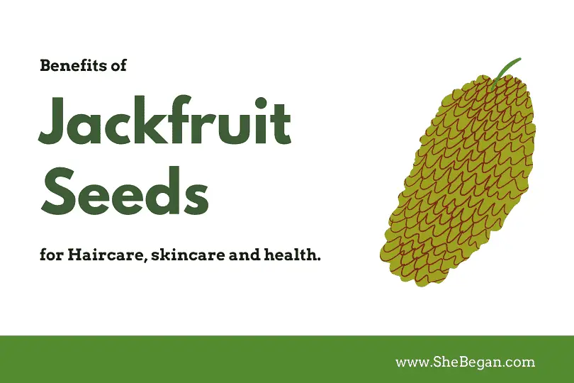 Jackfruit Seeds: Benefits for Hair-care, Skincare, and Health - She Began