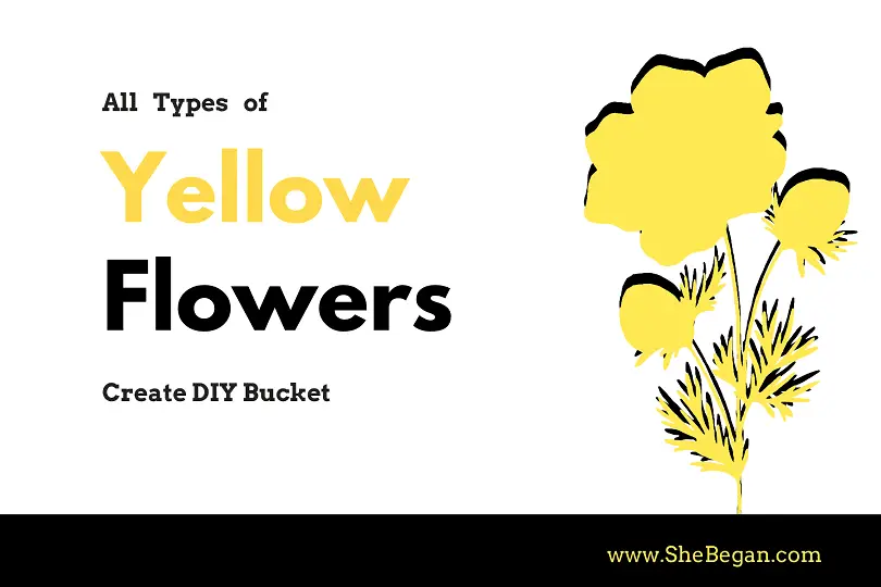 Yellow Flower Kinds 28 Types of Yellow Flowers and their Meanings