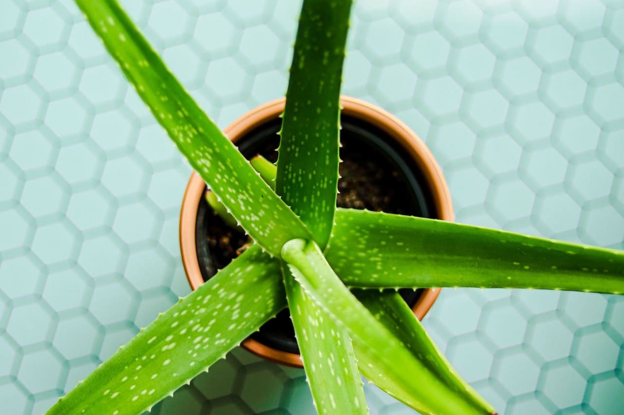 Aloe Vera pulp is great at ridding your skin of hickeys