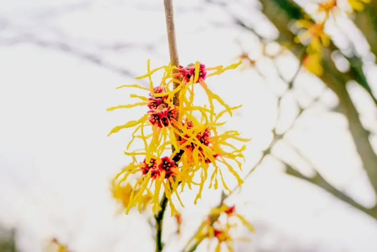 Does Witch Hazel Cure Nail Fungus?
