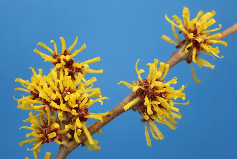 Is Witch Hazel Antifungal?